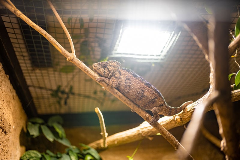 chameleon in a reptile terrarium