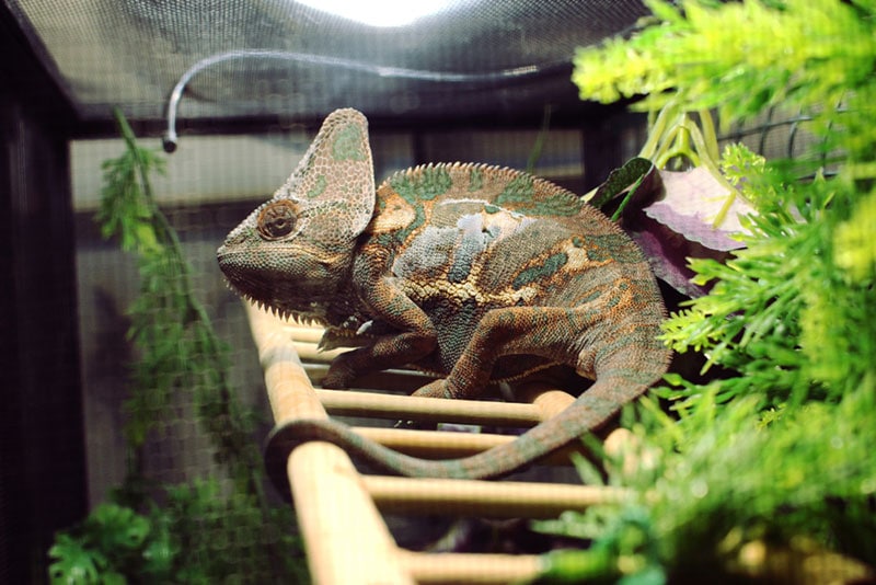 chameleon in a terarrium cage