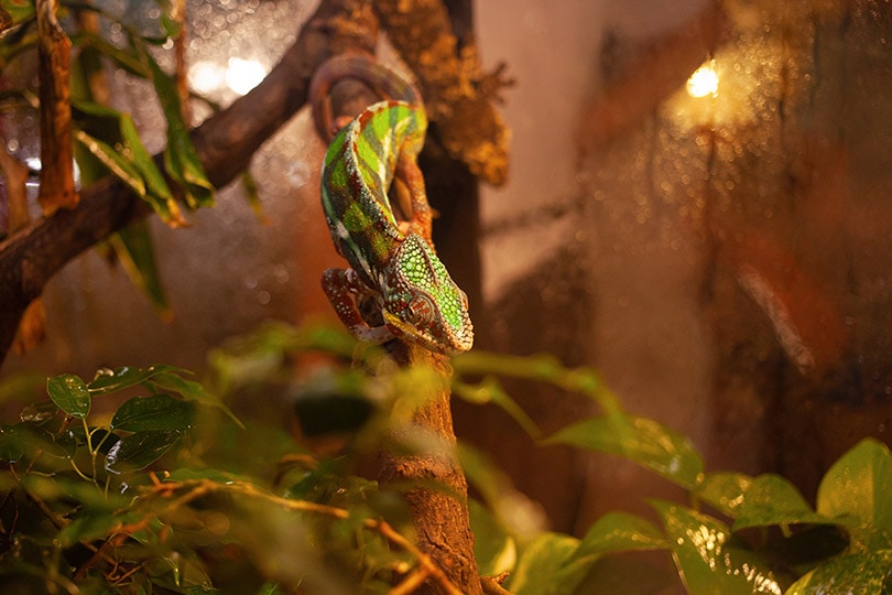 chameleon in an enclosure with heat lamp