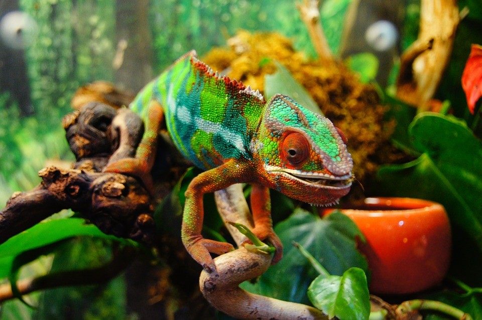 chameleon inside tank
