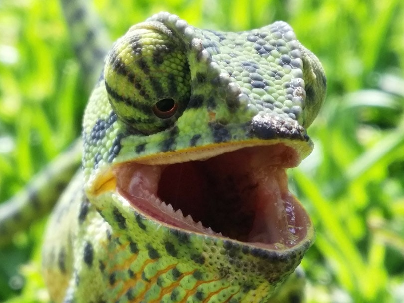 chameleon opening its mouth
