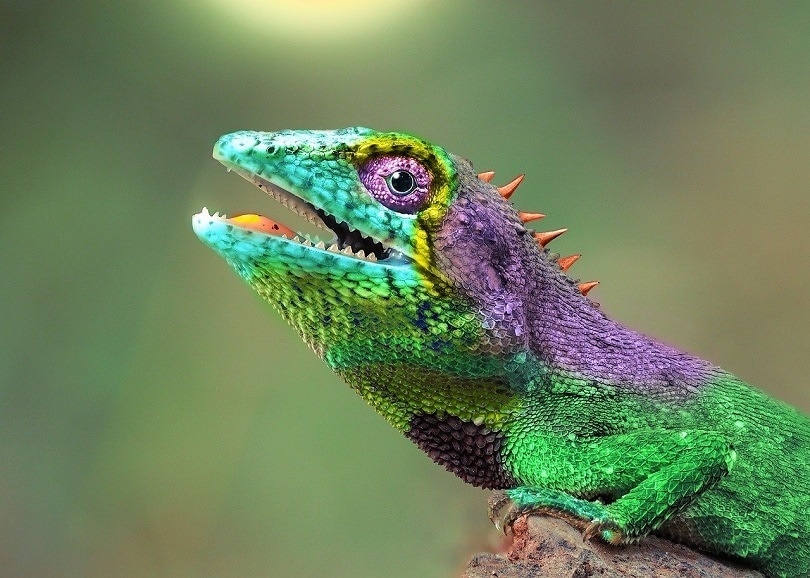 chameleon-pixabay