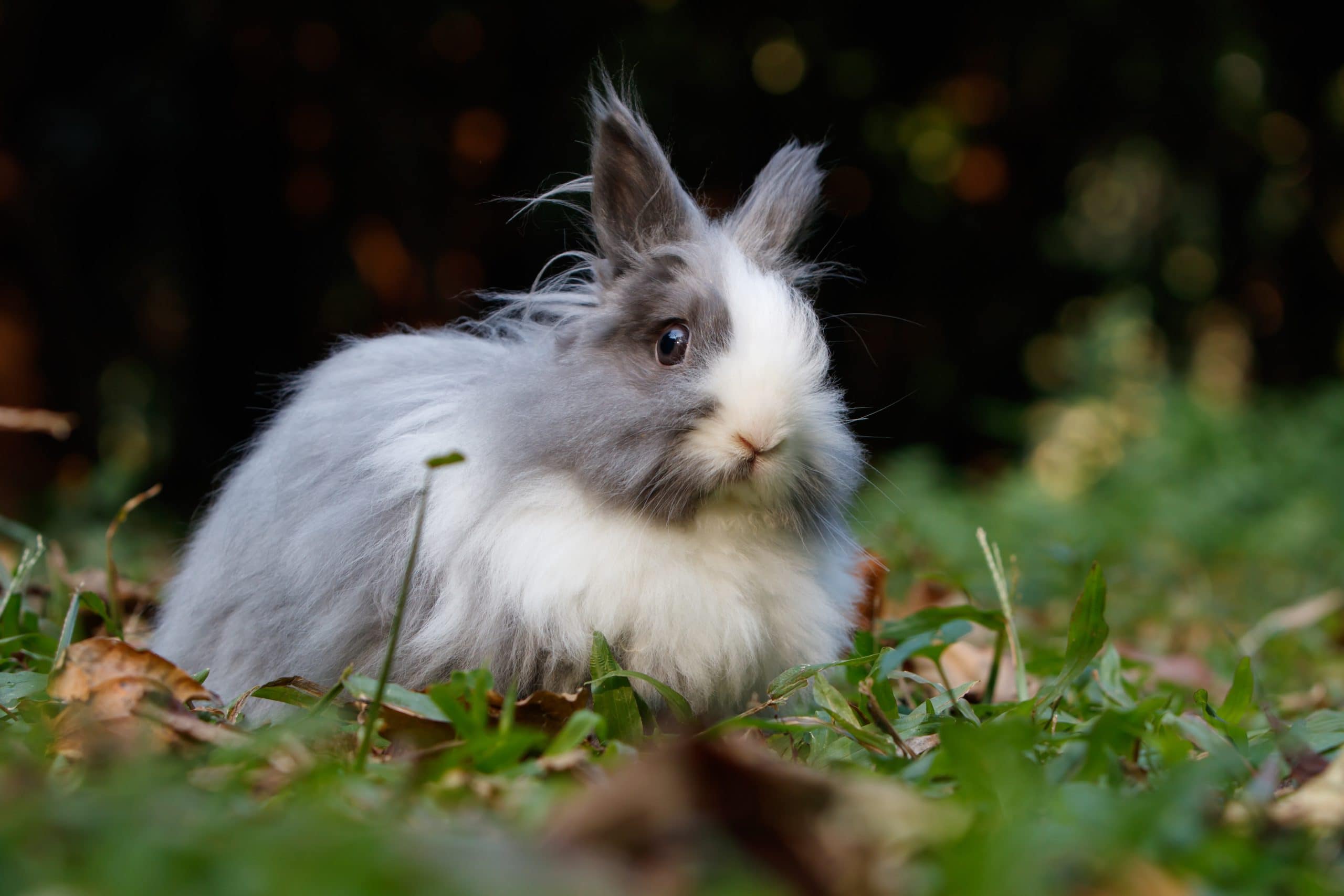 6 Most Expensive Rabbit Breeds (With Info & Pictures) PangoVet