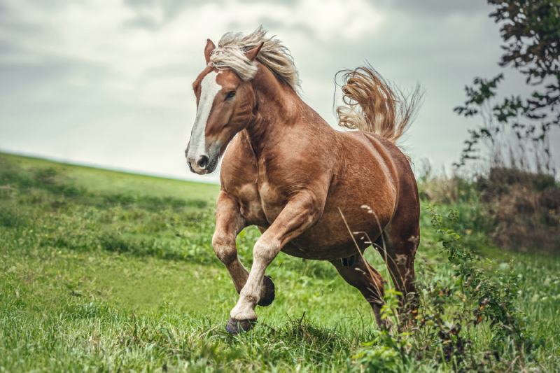 250+ Chestnut Horse Names for Your Lovable Steed PangoVet