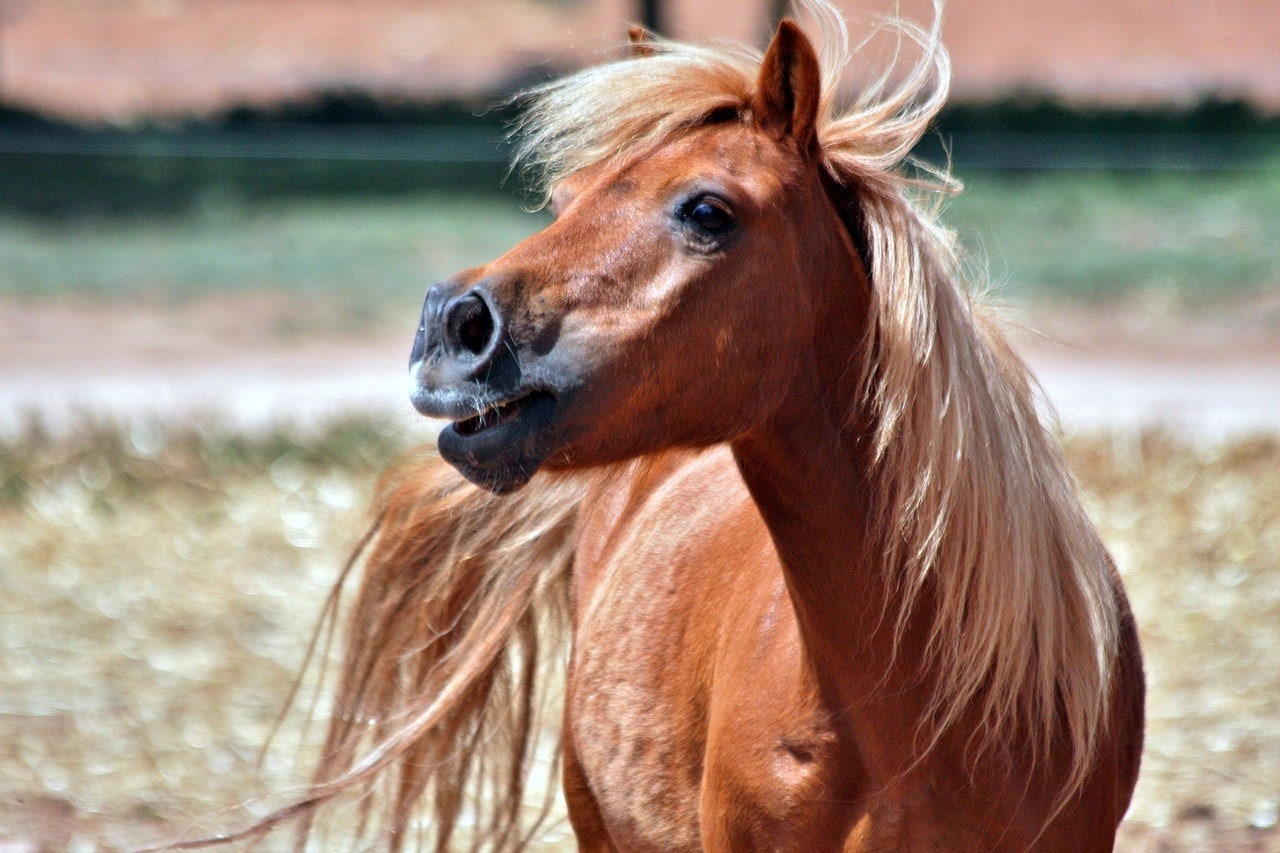 6 Scottish Horse Breeds (With Info & Pictures) | PangoVet