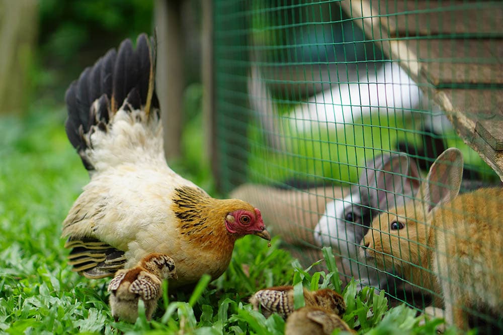 Can Chickens and Rabbits Live Together? Compatibility Facts & Care Tips