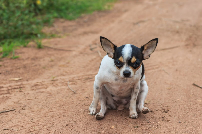 Why Do Dogs Drag Their Butts (Scooting)? Our Vet Explains PangoVet