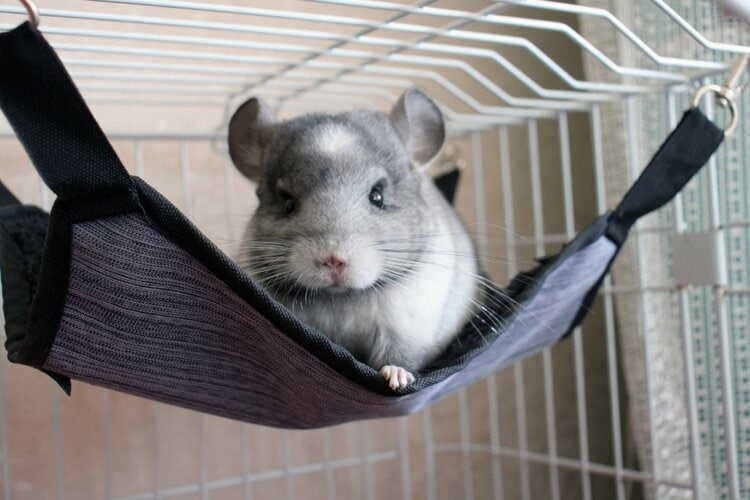 8 Best Chinchilla Hammocks in 2024 Reviews Top Picks PangoVet