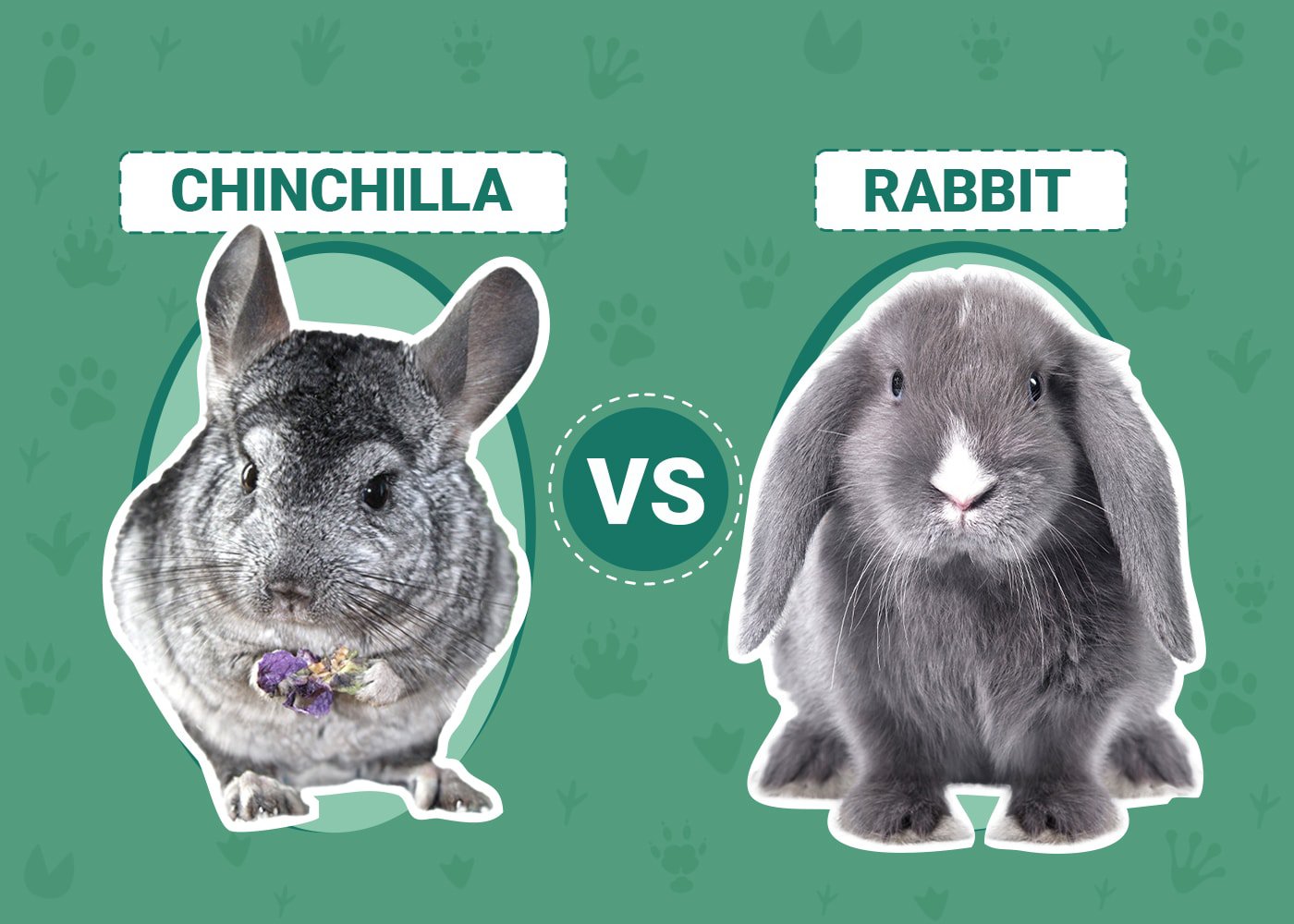Chinchilla vs. Rabbit: The Main Differences (With Pictures) | PangoVet