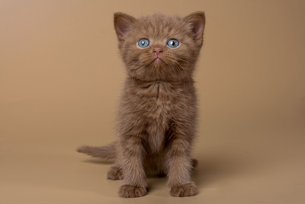 cinnamon British shorthair kitten