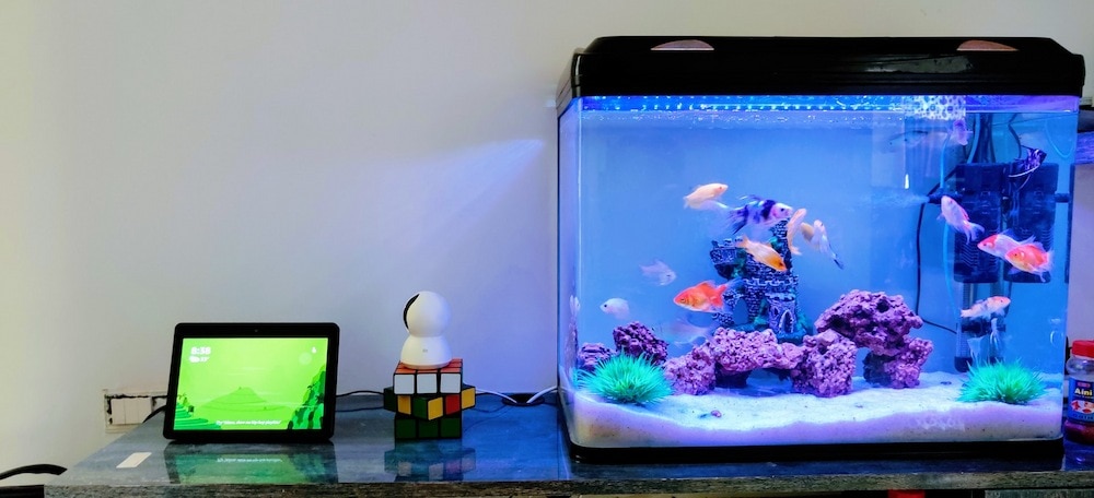 clear glass fish tank with fishes