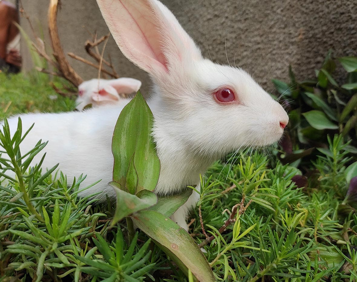 Blanc De Termonde: Pictures, Temperament, Habitat & Traits | PangoVet