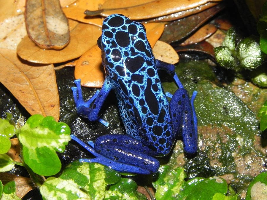 What Do Poison Dart Frogs Eat in the Wild & as Pets? Vet-Verified