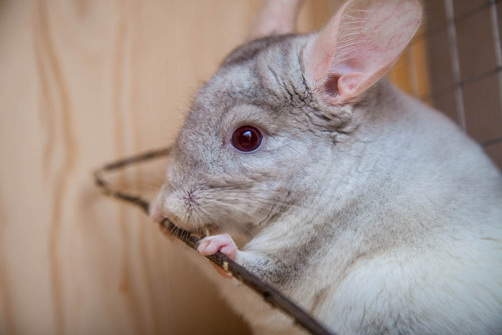 close up chinchilla eating branch stick