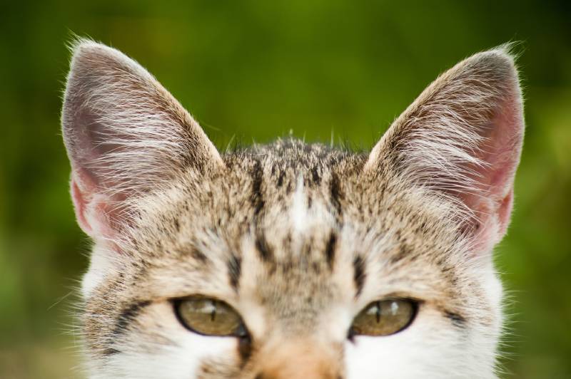 How To Tell If A Cat Has Ear Mites: Vet-reviewed Signs & Faq 