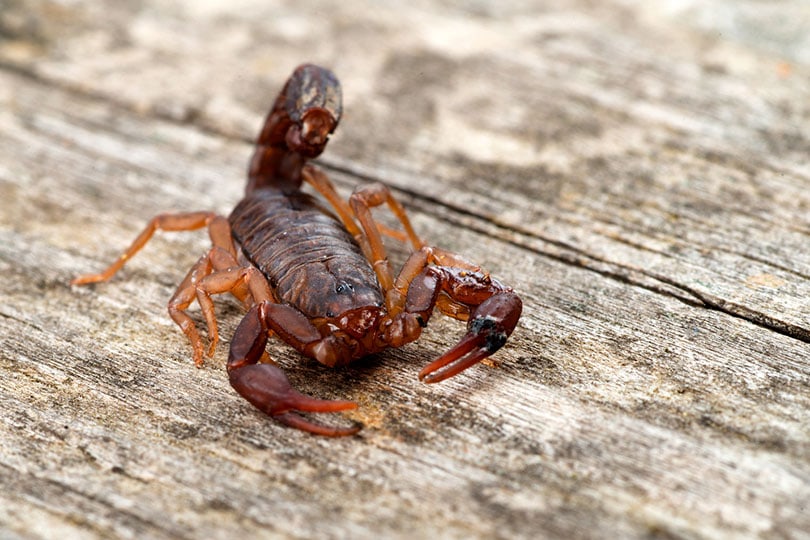 Close up macro image of devil scorpion