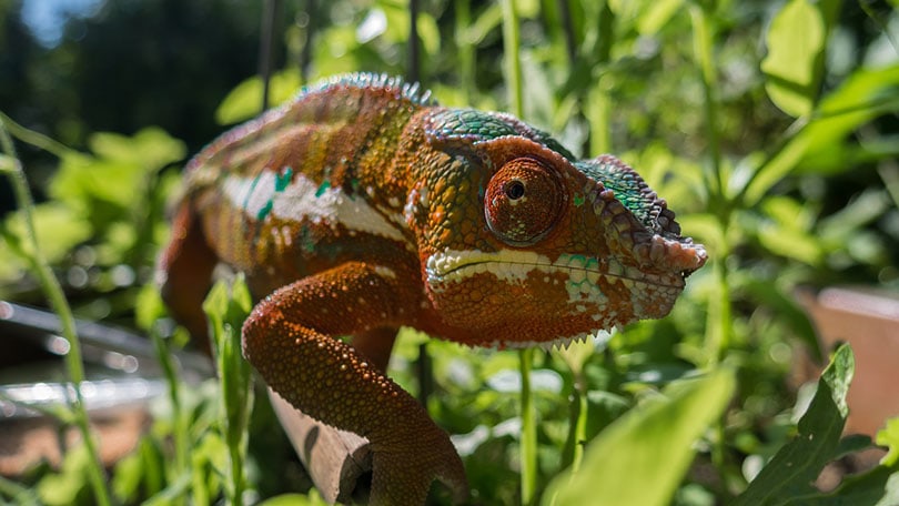 close up of a Panther Chameleon