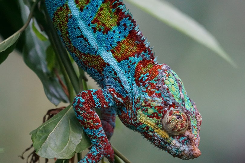 close up of a Panther Chameleon's pattern