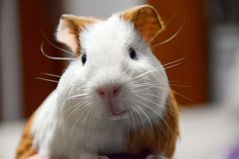 Can Guinea Pigs Eat Radishes Our Vet Answers PangoVet