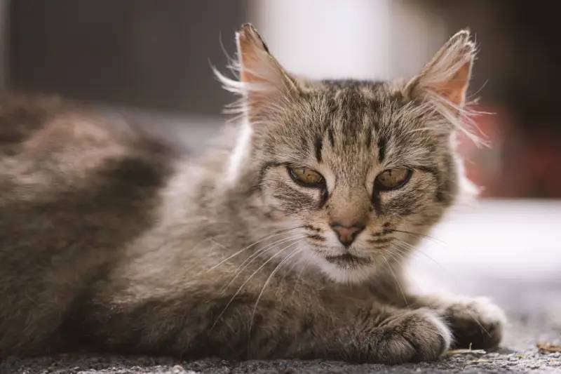 Do Cats Go Grey With Old Age? Vet-Verified Facts & FAQs | PangoVet