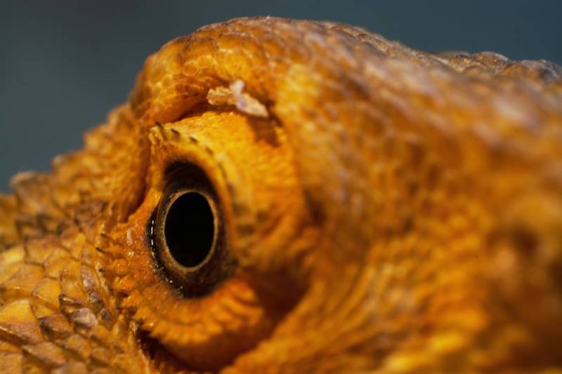 close-up of the eye of a bearded dragon