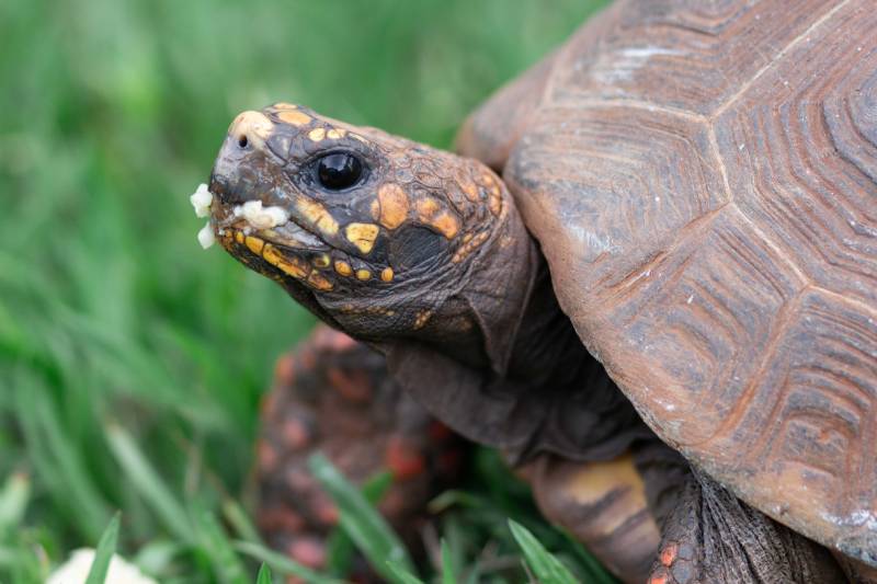 close up photo of a turtle eating a banana
