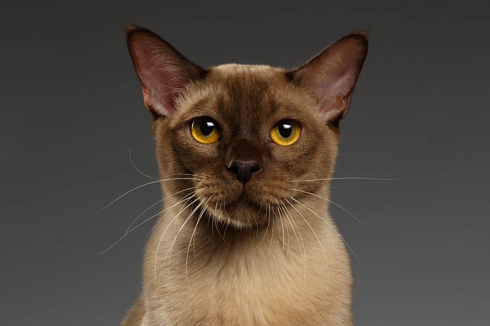 How Much Does a Burmese Cat Cost? 2025 Price Guide PangoVet