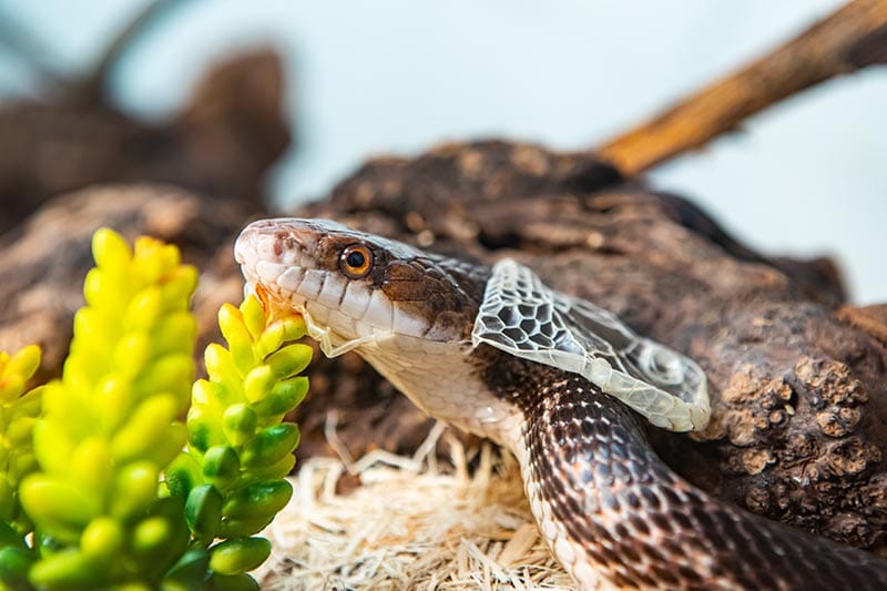 Does Shedding Hurt Snakes? Abnormalities, Signs & Prevention | PangoVet