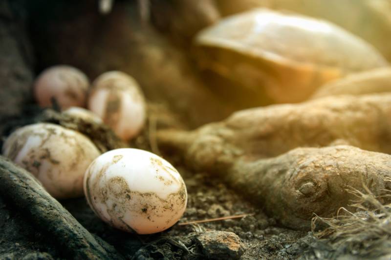 How to Hatch Turtle Eggs at Home: Vet-Approved Step-by-Step Guide ...