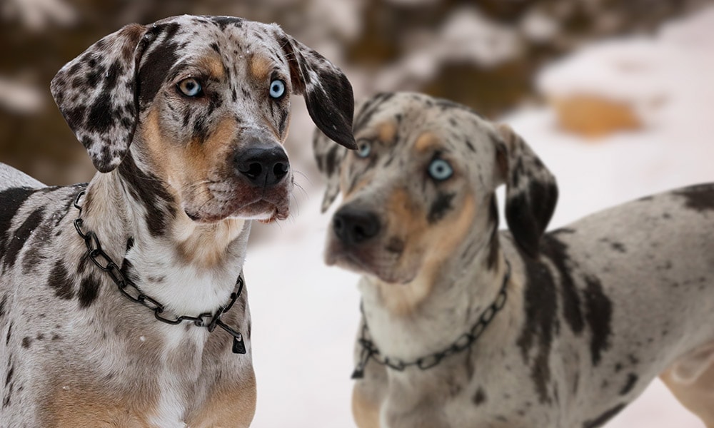 close up two american leopard hound dogs