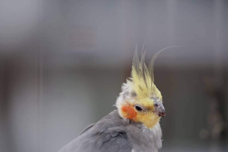 close up unhealthy cockatiel bird