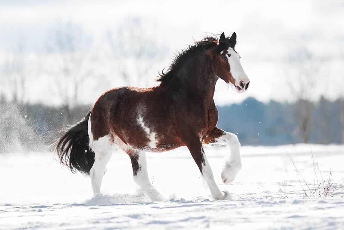 Clydesdale horse during winter