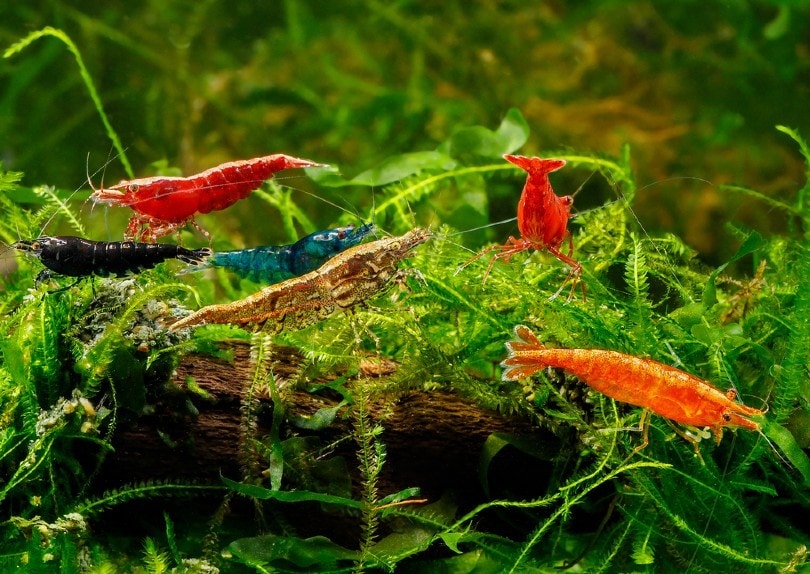 colorful group of Freshwater Cherry shrimp