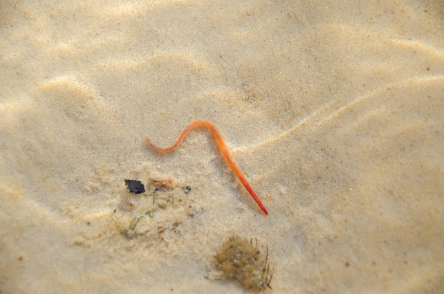 Have Detritus Worms in Your Aquarium? Here’s How to Get Rid of Them