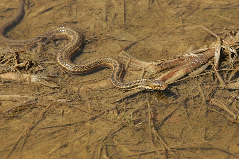 What Do Garter Snakes Eat in the Wild & As Pets? VetApproved Facts