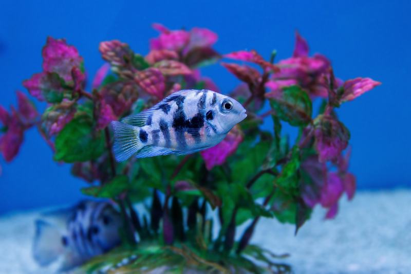 convict cichlid fish inside the tank - (Amatitlania nigrofasciata)