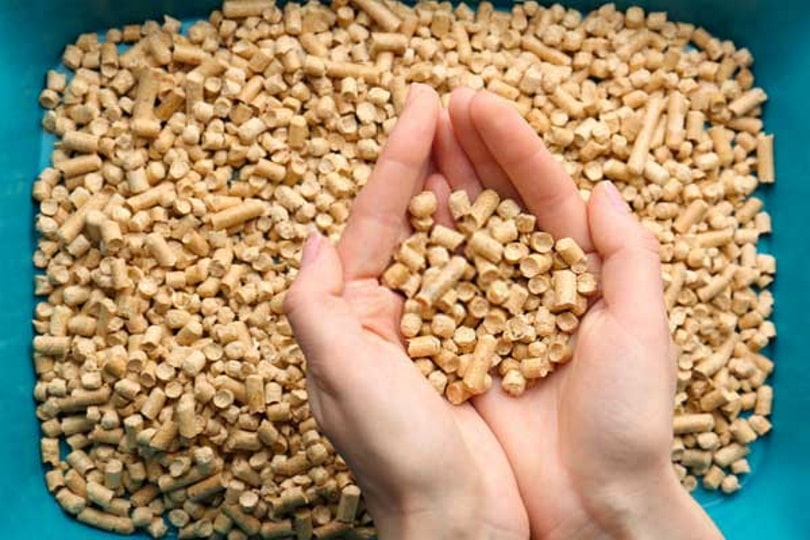 My Dog Ate Cat Litter Risks & What to Do (Vet Answer) PangoVet