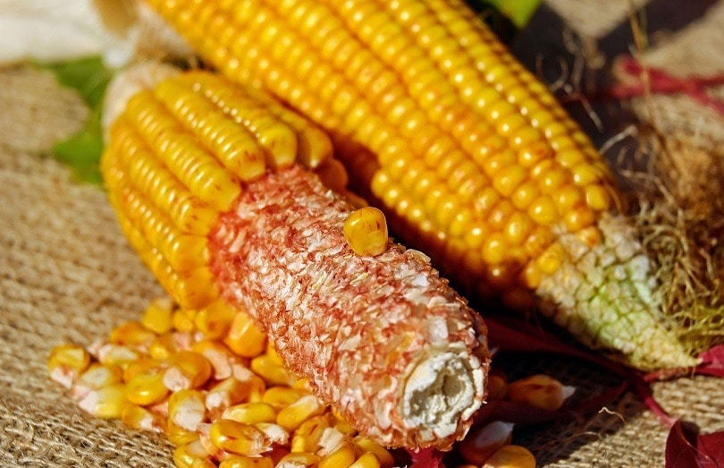 corn-kernels