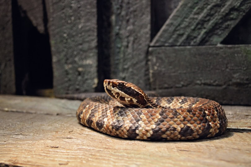 How Do Snakes Poop & Pee? Vet-Approved Anatomy & Physiology Information ...