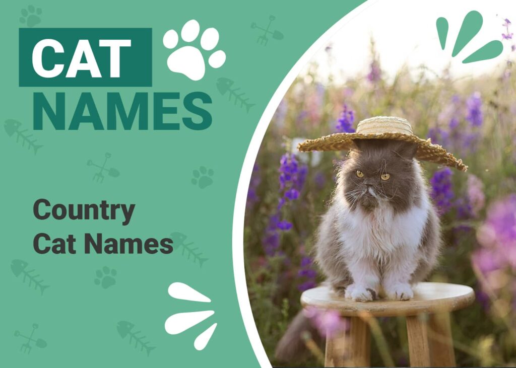 300 Country Cat Names: Southern & Western Options for Your Cat | PangoVet