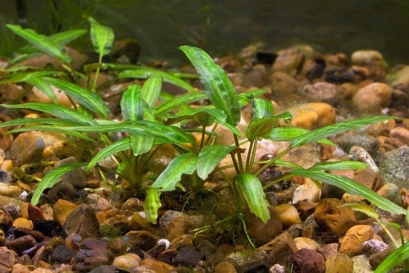 water trumpet cryptocoryne-in-aquarium_rodimov_shutterstock