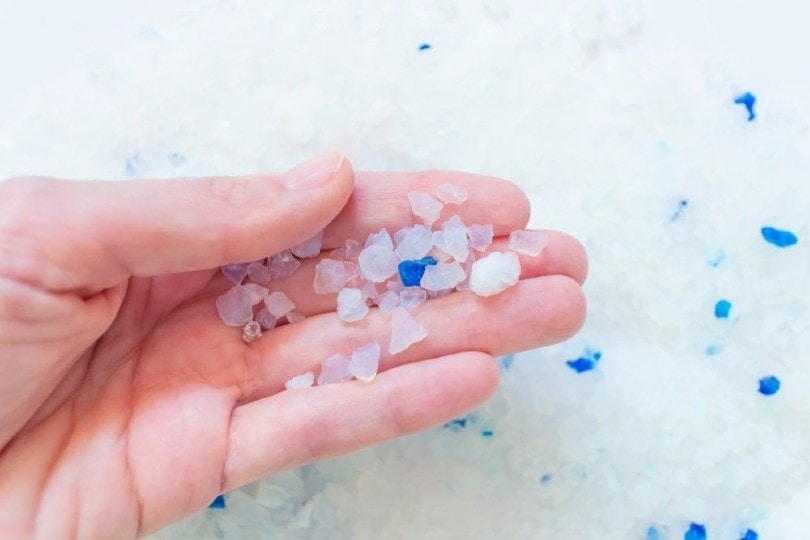 Can You Compost Cat Litter? VetVerified Facts & FAQ PangoVet