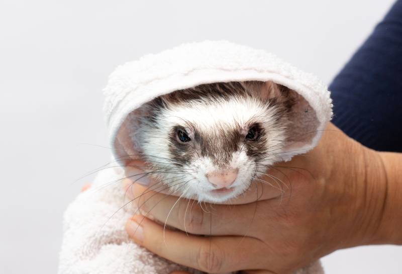 curious ferret after bath watching around