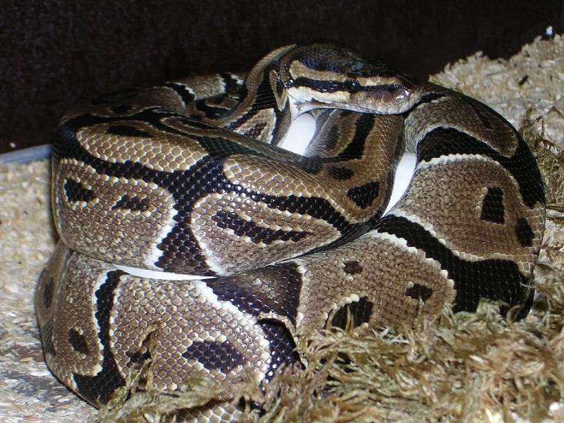 Vivid Can Ball Pythons Live Together View Nature Vivid Can Ball Pythons Live Together View Nature
