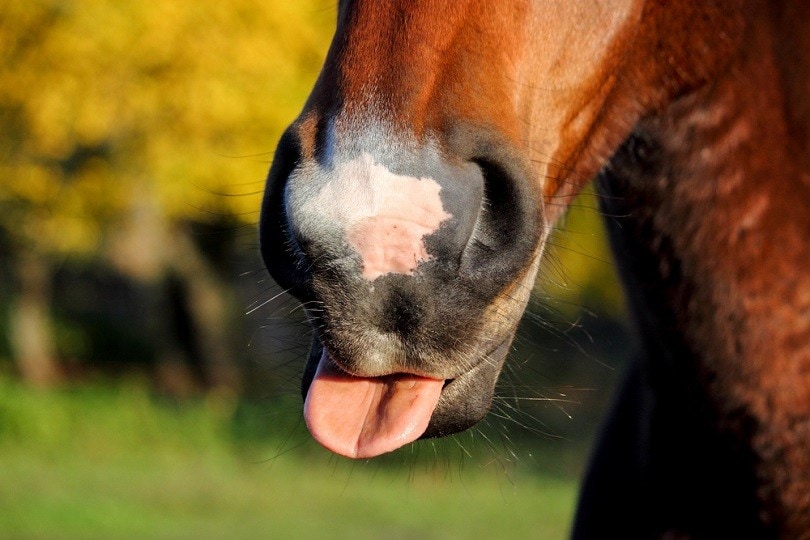 cute-bay-horse-eating