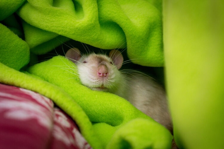 Do Pet Rats Hibernate? What You Need to Know | PangoVet