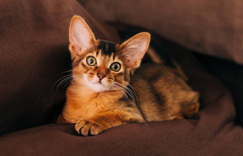 cute somali breed kitten little cat is sitting on a sofa