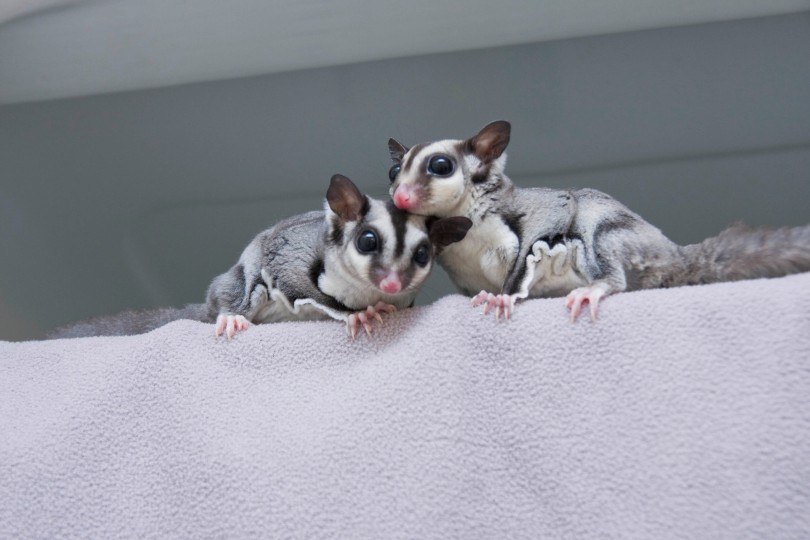 Petsmart sugar glider cage best sale