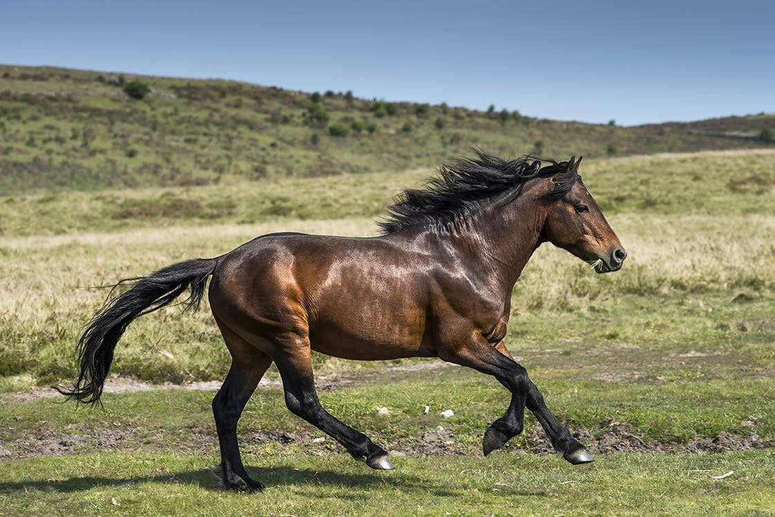 17 British Horse Breeds (With Pictures) PangoVet