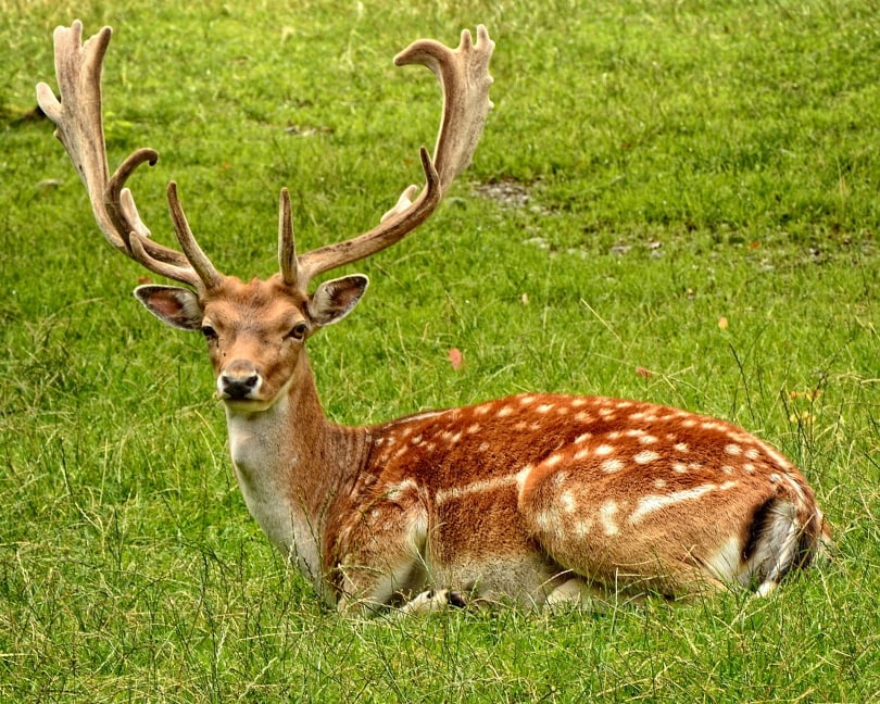 deer in grass_Pixabay